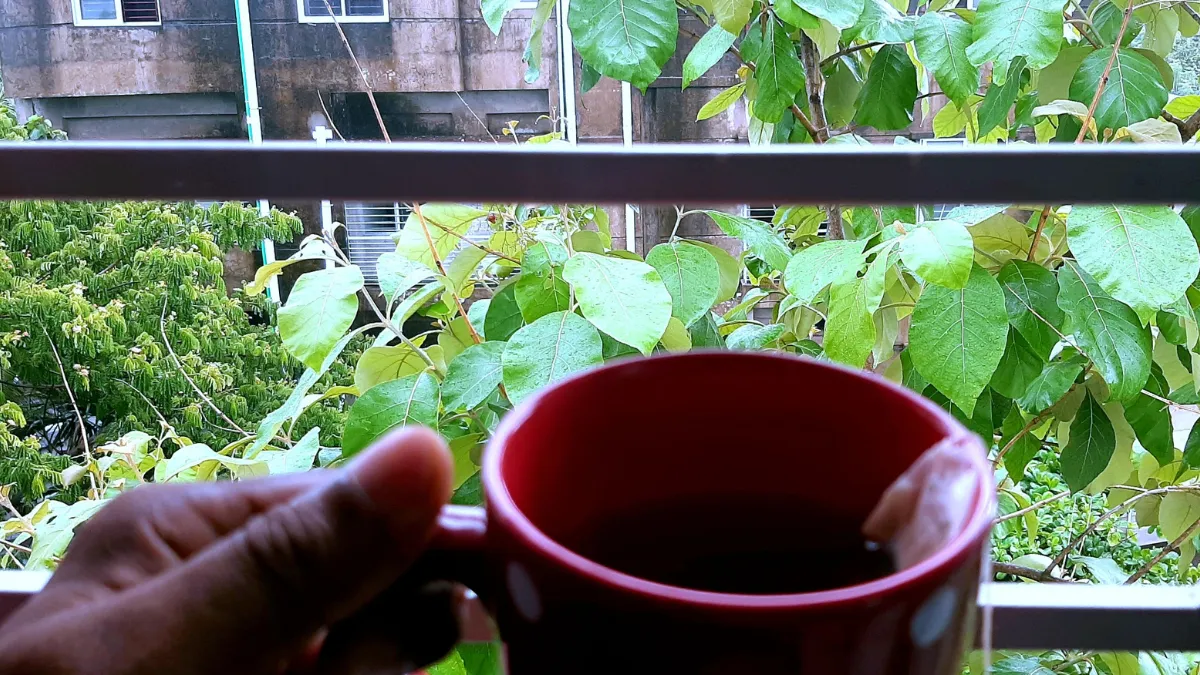 I Drank Green Tea Daily, This Surprised Me